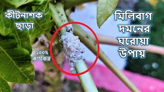 মিলিবাগ দমনের দুটি ঘরোয়া উপায় ১০০% কার্যকর || Mealybug or White insects Homemade solution