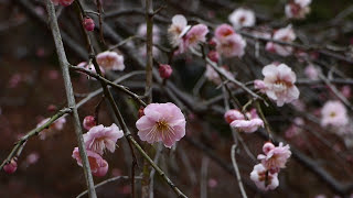 【野田市の樹木】清水公園の梅（藤牡丹枝垂）　Ｈ29.1.29