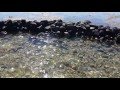 Stone fish trap in Nairai island Fiji