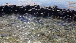 Stone fish trap in Nairai island Fiji