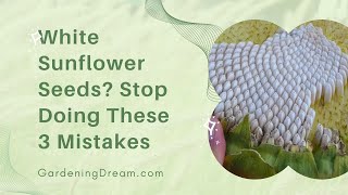 White Sunflower Seeds Stop Doing These 3 Mistakes