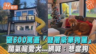 砸600萬蓋「雙層豪華狗屋」 闊氣寵愛犬...網喊:想當狗｜TVBS新聞｜擠看看 #Shorts