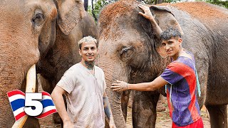 Nos bañamos con ELEFANTES 🐘