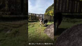 甲斐犬の楽(らら)とピットのブリー「アメリカンブリー」の局をご紹介#shorts