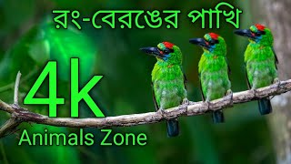 রং বেরঙের পাখি। colourful birds। most colourful birds in 4k। most colourful birds in the world।