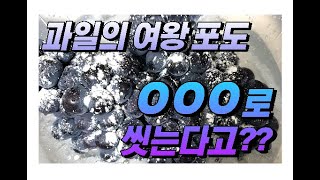 [건강상식] #포도 효능과 올바른 세척방법 - #항암 \u0026 항산화 효과가 있는 포도 건강하게 먹기#Efficacy of grapes and proper cleaning method!