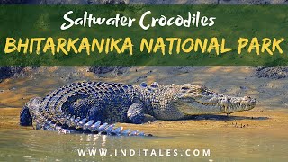 Saltwater Crocodiles at Bhitarkanika National Park