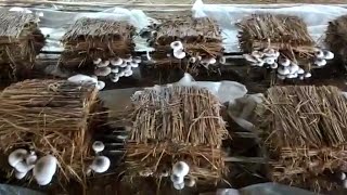 Paddy straw mushroom/ ପାଳ ଛତୁ ଚାଷ/ #mushroom #chhatuchasa #mushroom #mushrooms