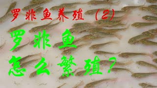 【罗非鱼养殖2】罗非鱼怎么繁殖？How do tilapia fish breed?