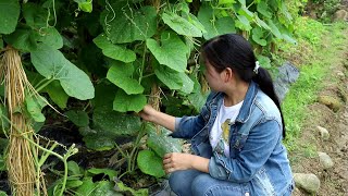 防治沙瓜上的白粉病，用这种方法，杀得干净又彻底