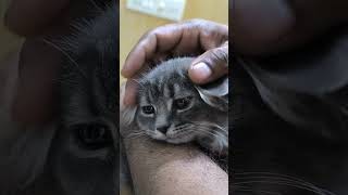 What ridiculous thing did the cat say now? #funnyshorts #cat #cute #kitten #catlover #funnycats