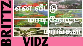 எங்கள் வீட்டு மாடித்தோட்ட மரங்கள் #BrittzVidz #Treesinmyterracegarden