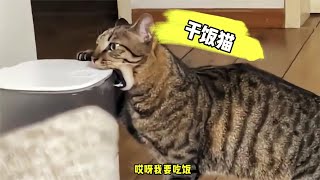 【笑亿天】猫：我已经十分钟了没吃东西了