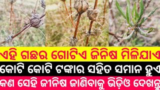 ଏହି ଗଛର ମାତ୍ର ଖଣ୍ଡେ ଚେର ଘରେ ରଖି ପାରିଲେ ଜିବନରେ କେବେ ମଧ୍ୟ ଟଙ୍କାର ଅଭାବ ହେବ ନାହିଁ | #tecbigyan #odia