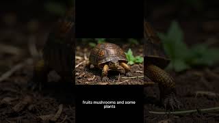 What Do Box Turtles Eat? | Exploring the Omnivorous Diet of Box Turtles 🐢🍓