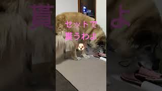 新年なのに古いスリッパを好んで盗む犬のムーちゃん