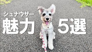 シュナウザーの魅力５選♪