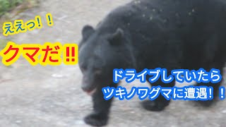 ドライブしていたらツキノワグマに遭遇しました