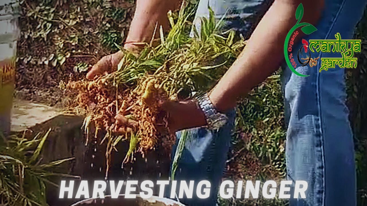 Harvesting Organic Ginger Youtube
