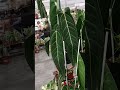 Bangkok International Exotic Plant Show and Sale