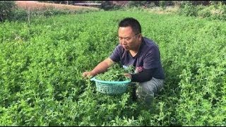 农村一大片一大片的野菜，城市里却卖十几块一斤，随便采摘