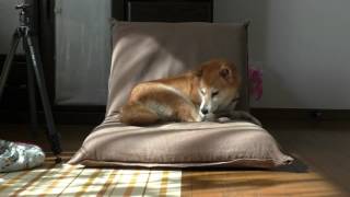 柴犬小春　秋！小春日和の昼下がり、振り向いたらこんな小春がいたもので^^