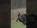 turkey gobbling at 10 yards shorts