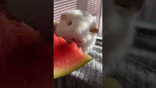 Guinea Pigs Eat Watermelon #shorts