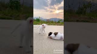 猫狗大战cat and dog fight