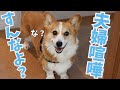 愛犬がかわいすぎるがゆえに夫婦喧嘩がおこらない我が家です