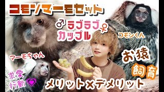 バナナ🍌争奪戦！ コモンマーモセット🐒飼育の大変なこと紹介します！ Monkey , Common marmoset