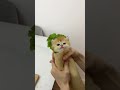 【牛奶是只猫】猫猫卷饼真好吃，食材没有浪费哦~