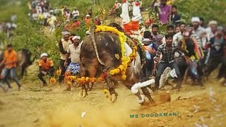 ತಡಸನಹಳ್ಳಿ ಡಾನ್ hori habba high speed bull horihabba #bull #shimoga#haveri