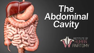 Anatomy Masterclass: The Abdominal Cavity