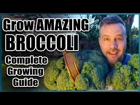 How to Grow Broccoli – Complete Guide – From Seed to Harvest