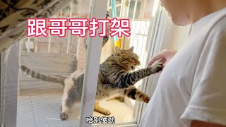 小猫咪跟哥哥打架一点也不畏惧！