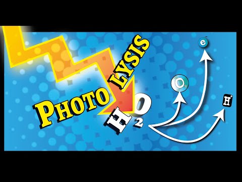 Which molecule is split apart in photosynthesis?
