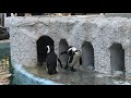 ケープペンギン飼育員さんに棒を貰う〜上野動物園2019 11 19