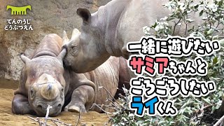 【天王寺動物園】いっしょに遊びたいサミアちゃんと、ゴロゴロしていたいライくん[Tennouji Zoo] Black Rhino,Rai and Samia