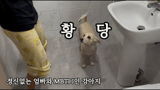 MBTI E 엄빠 사이에서 I인 강아지가 살아남는 방법