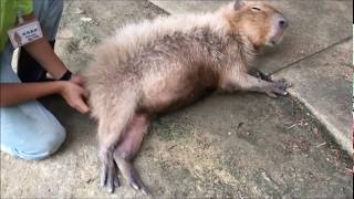 カピバラがゴロン。カピバラのなで方 How to scratch capybara