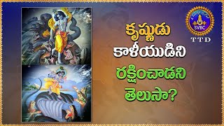 కృష్ణుడు కాళీయుడిని రక్షించాడని తెలుసా? || SVBC TTD