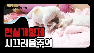 현실형제 눈만 마주치면 으르렁 으르렁(real dog brothers)