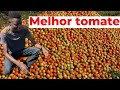 Como escolher variedade de tomate ( três variedades mais produzidas em moz)