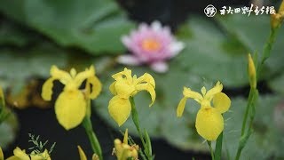 キショウブとスイレンが見頃　秋田市の千秋公園