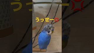 今日めっちゃ言葉キツイなぁー # #インコのいる暮らし #マメルリハインコ #shorts