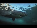 Great White Shark Mobbed by Gang Of Seals  Planet Earth III  BBC Earth