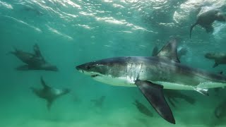 Great White Shark Mobbed by Gang Of Seals | Planet Earth III | BBC Earth