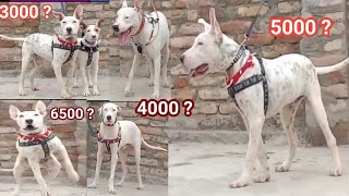 Famous Pakistani Bully Dog | Pure Kohati Gultair | Dogs Setup in Kohat | @Pk Animals