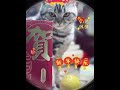 财神猫拜年啦 新年快乐 蛇年 2025 2025celebration 萌宠vlog cat cute pets 美短虎斑 美短 funny 虎斑 萌宠成精了